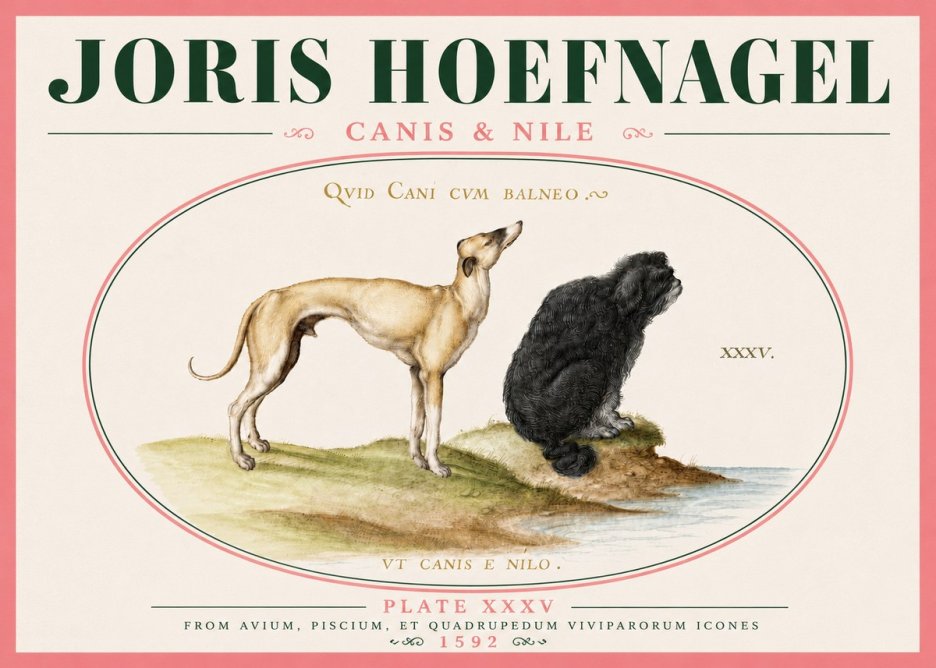 Joris Hoefnagel Neither Can a Dog Live in Baths No6 - Affiche