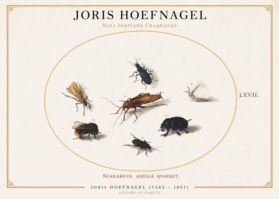 Joris Hoefnagel Scarabeus Aqvilä Qvaerit. No1 - Affiche