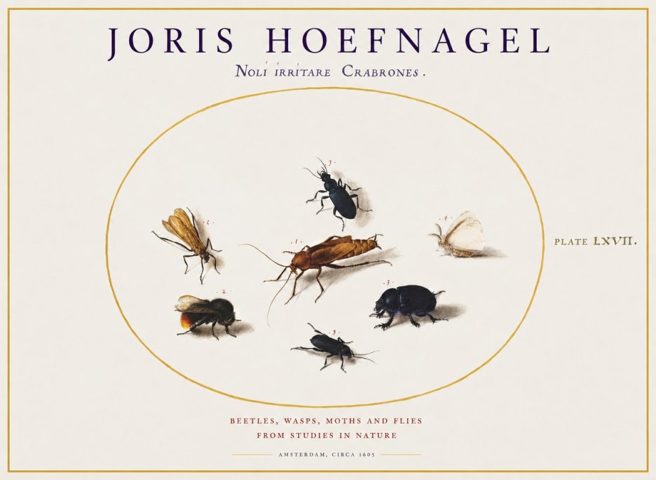 Joris Hoefnagel Scarabeus Aqvilä Qvaerit. No2 - Affiche