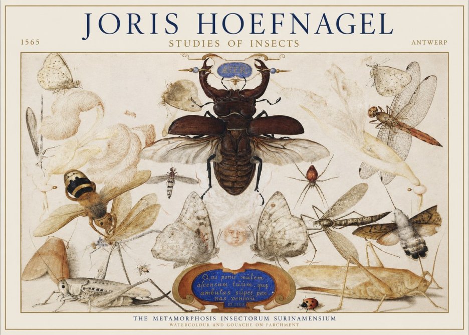 Joris Hoefnagel Studies of Insects I No1 - Affiche