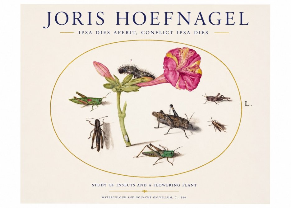 Joris Hoefnagel Study of Insects and a Flowering Plant No1 - Affiche