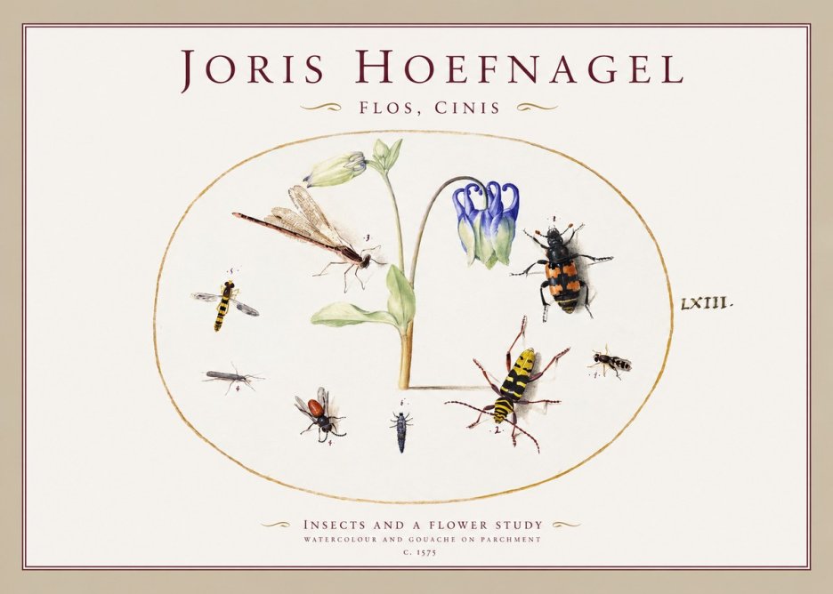 Joris Hoefnagel Insects and a Flower Study No1 - Affiche