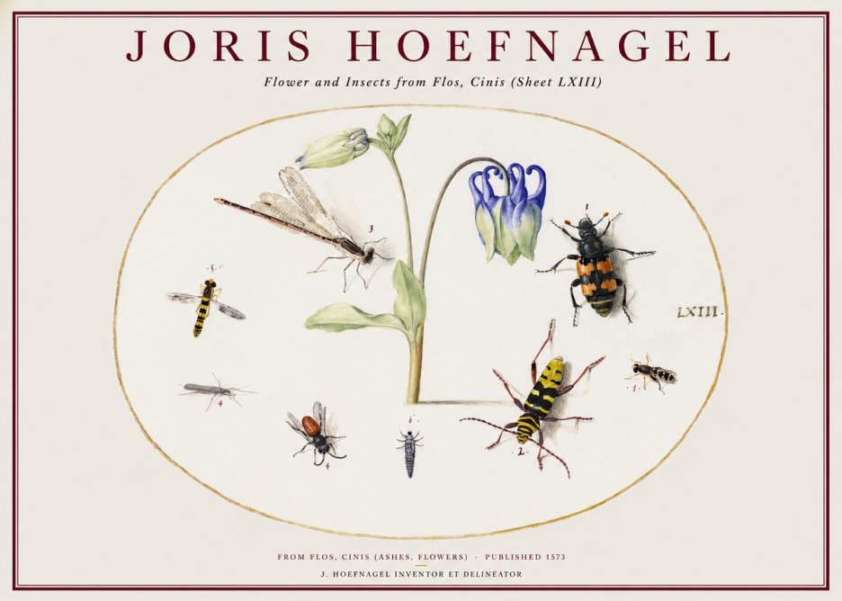 Joris Hoefnagel Insects and a Flower Study No2 - Affiche