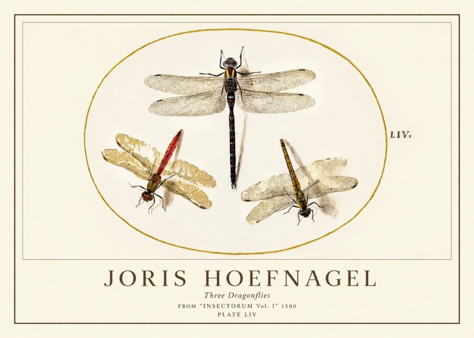 Joris Hoefnagel Three Dragonflies No1 - Affiche