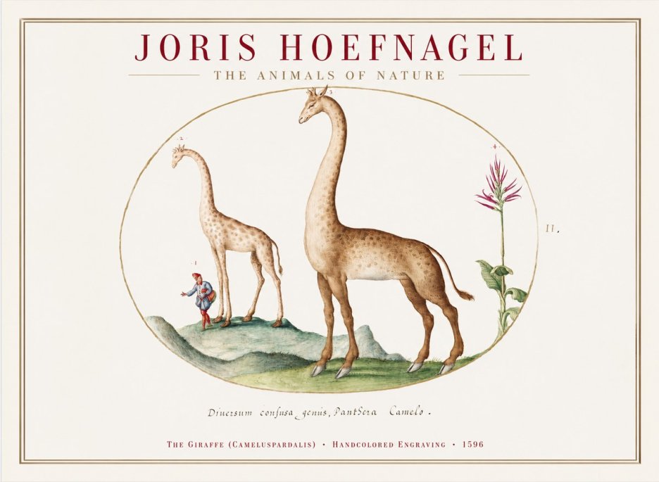 Joris Hoefnagel The Giraffe (Cameluspardalis) No1 - Affiche