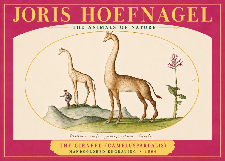 Joris Hoefnagel The Giraffe (Cameluspardalis) No4 - Affiche