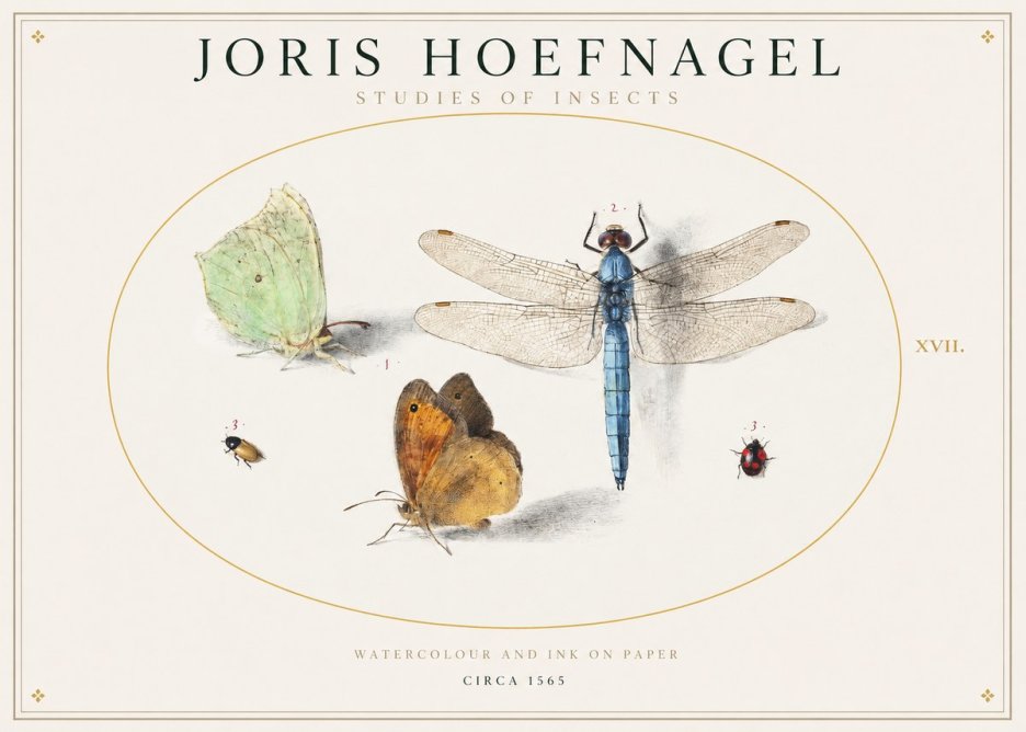 Joris Hoefnagel A Study of Butterflies, Dragonflies and Beetles No2 - Affiche