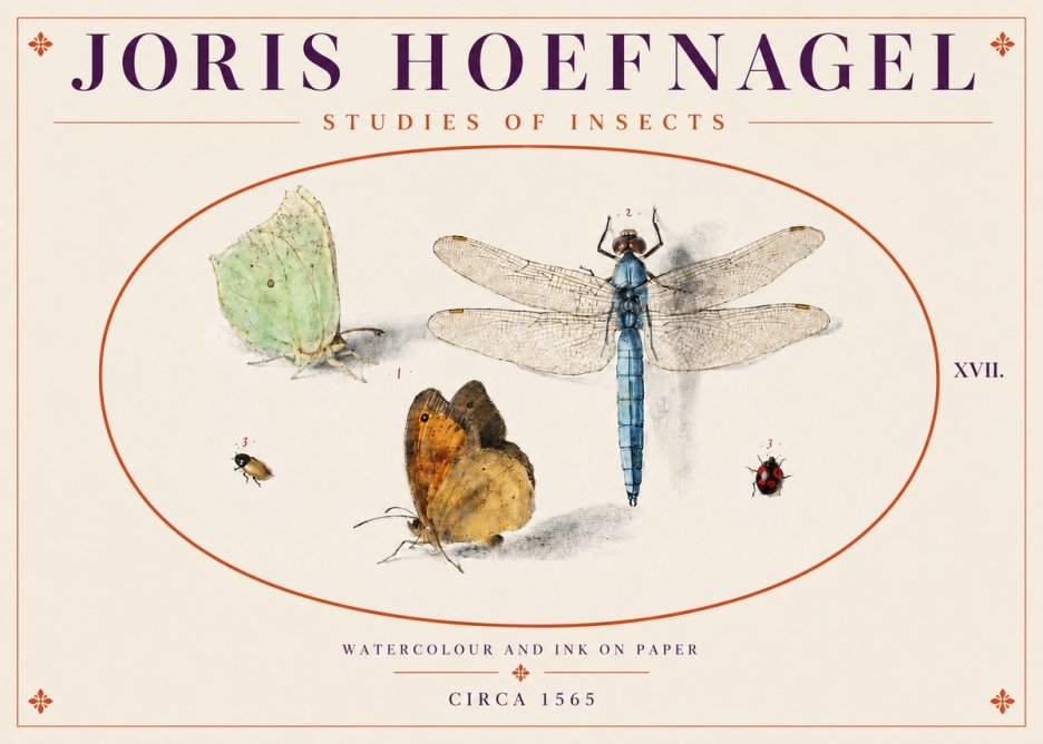 Joris Hoefnagel A Study of Butterflies, Dragonflies and Beetles No5 - Affiche