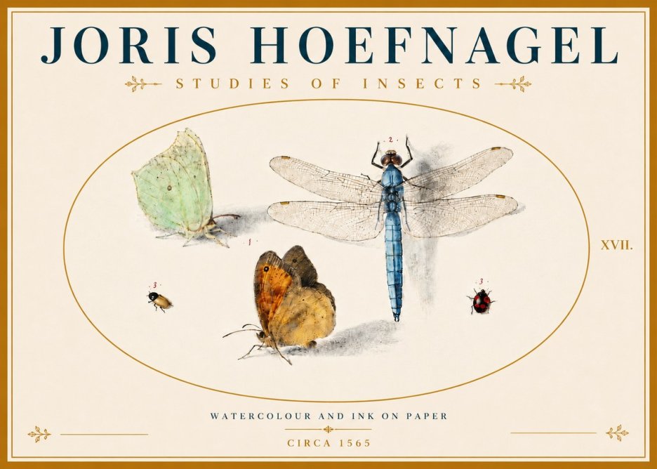 Joris Hoefnagel A Study of Butterflies, Dragonflies and Beetles No6 - Affiche