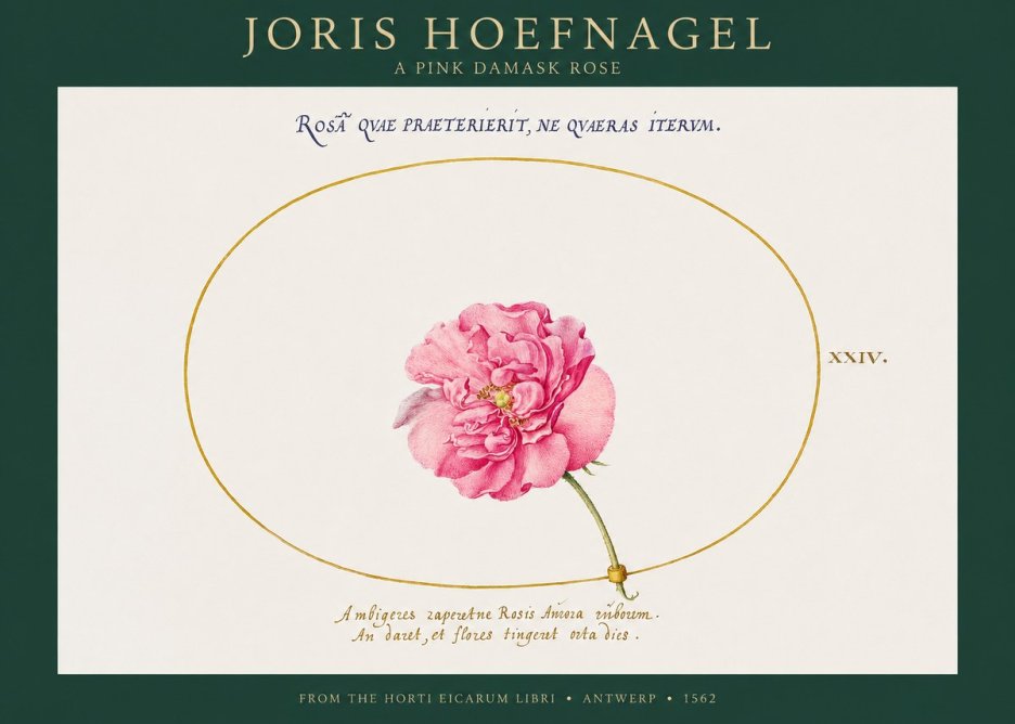 Joris Hoefnagel A Pink Damask Rose No1 - Affiche
