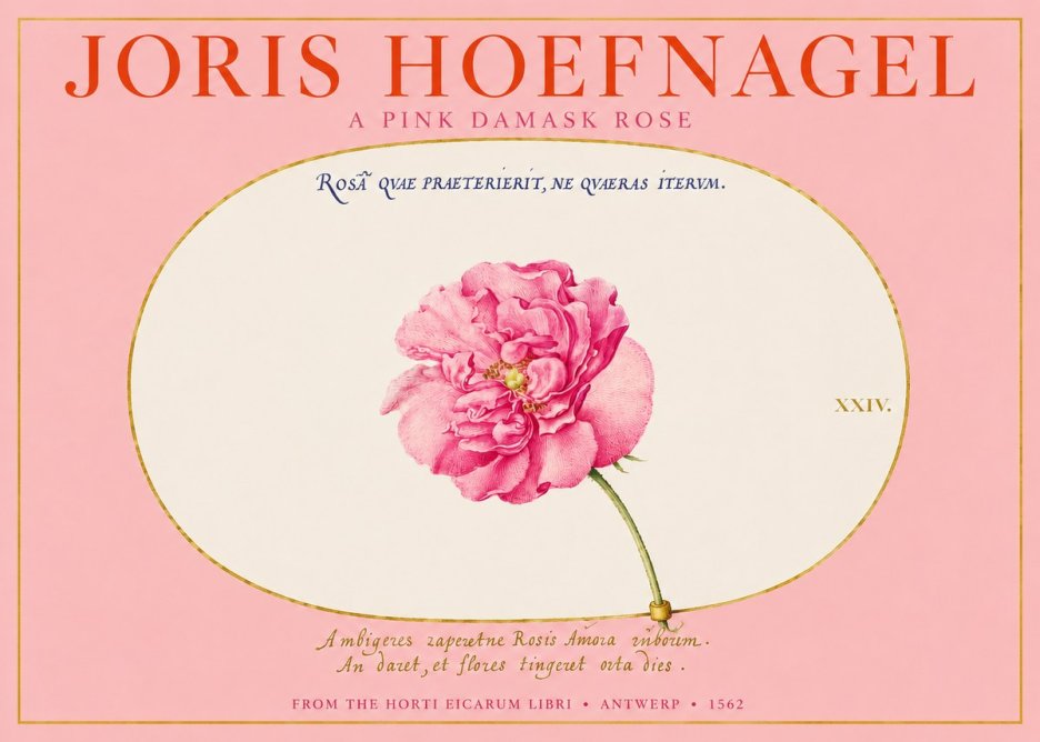 Joris Hoefnagel A Pink Damask Rose No2 - Affiche
