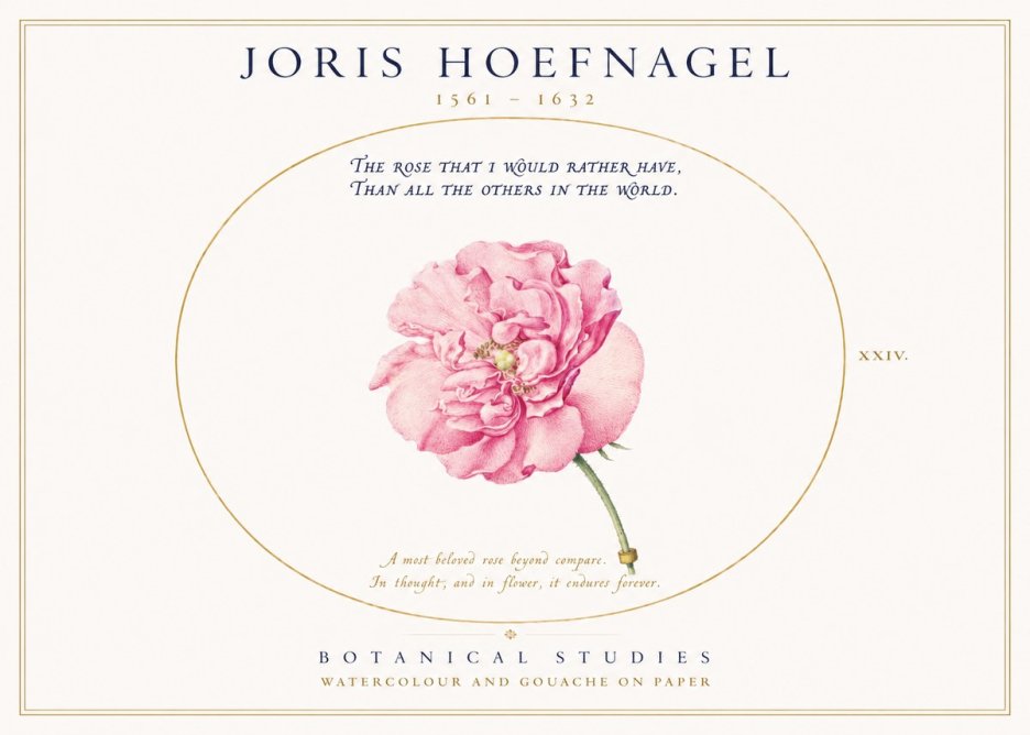 Joris Hoefnagel A Pink Damask Rose No3 - Affiche