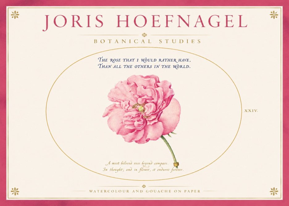 Joris Hoefnagel A Pink Damask Rose No4 - Affiche