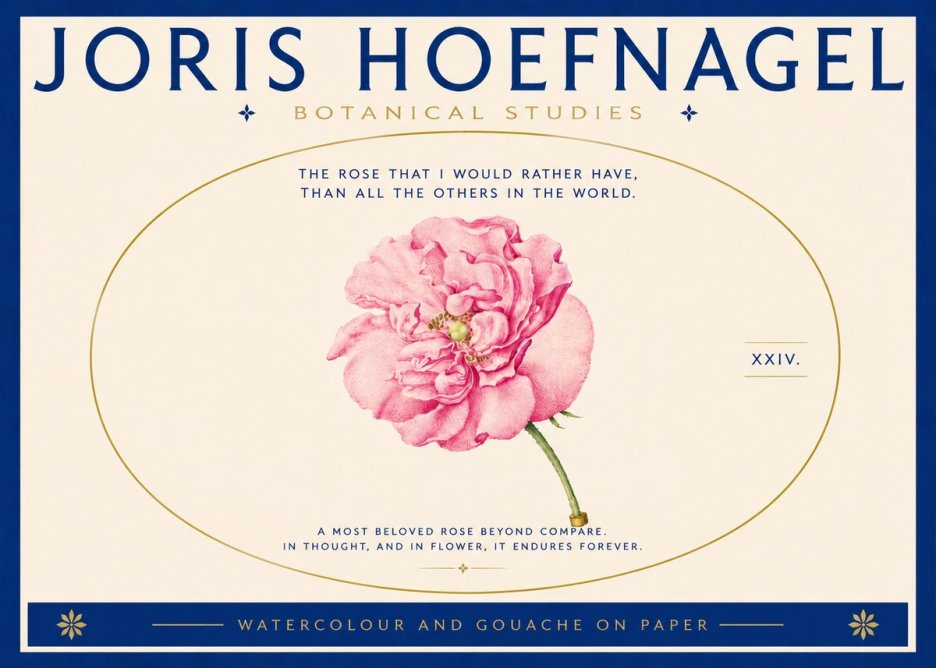 Joris Hoefnagel A Pink Damask Rose No5 - Affiche