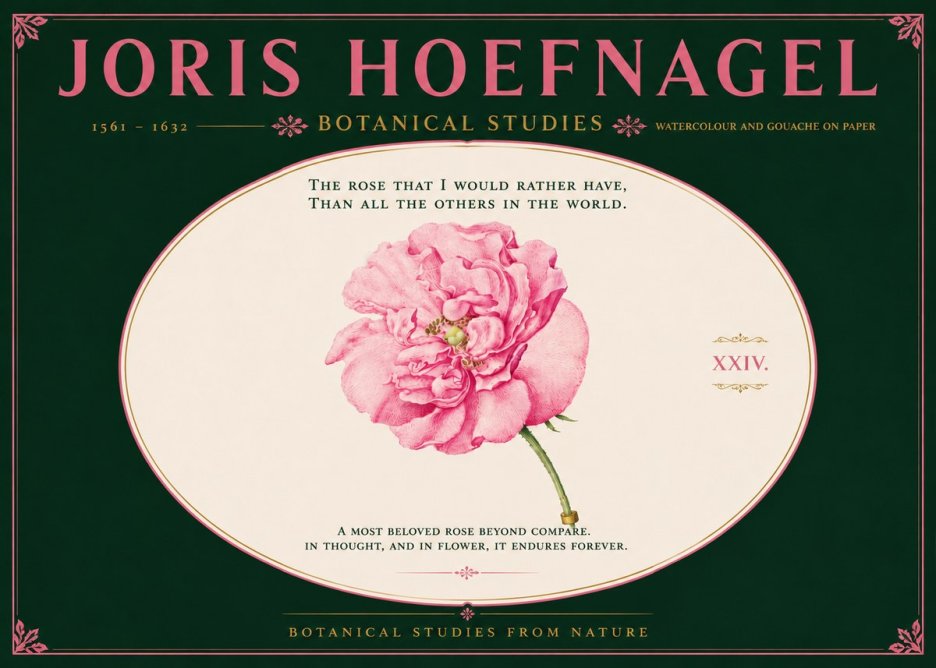 Joris Hoefnagel A Pink Damask Rose No6 - Affiche