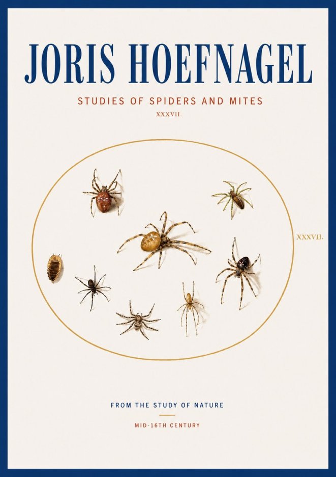 Joris Hoefnagel Study of Spiders and Mites - Plate Xxxvii. No4 - Affiche
