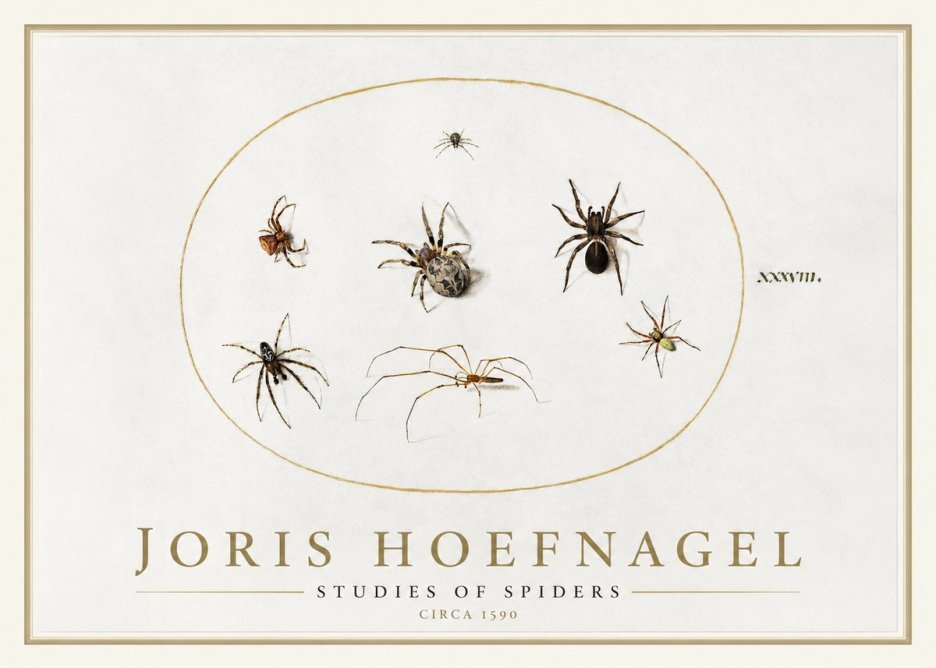 Joris Hoefnagel Studies of Spiders I No1 - Affiche