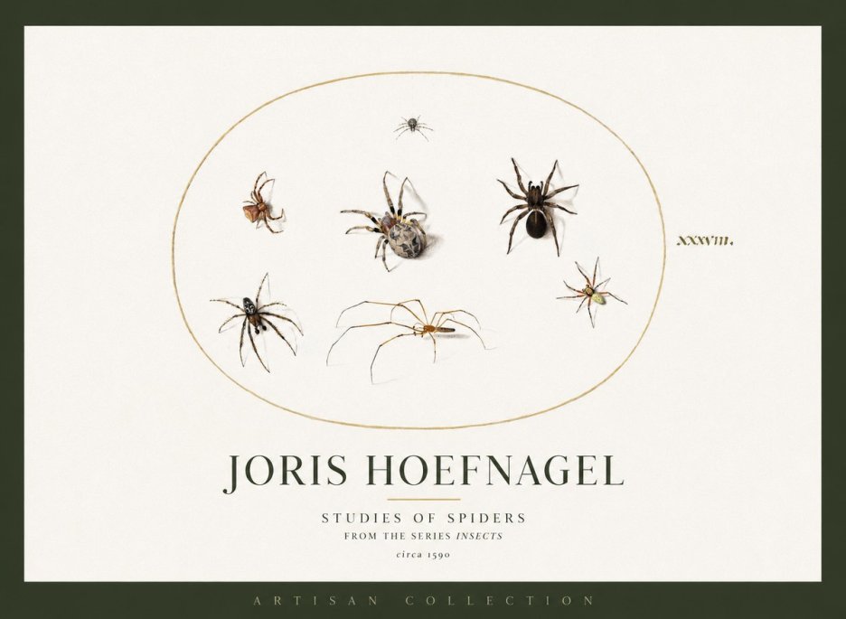Joris Hoefnagel Studies of Spiders I No2 - Affiche
