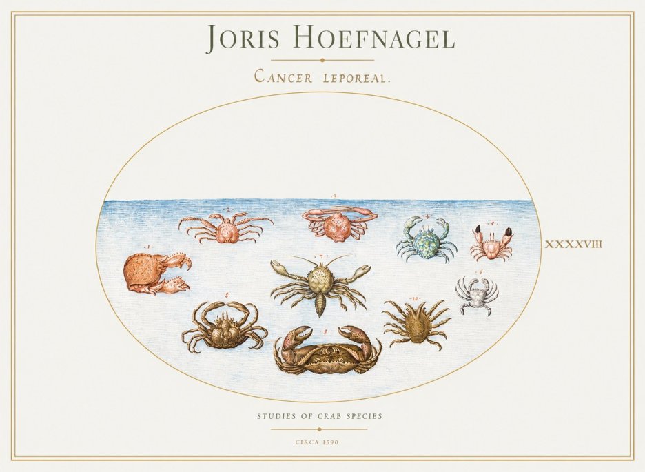 Joris Hoefnagel Cancer Leporeal. No1 - Affiche