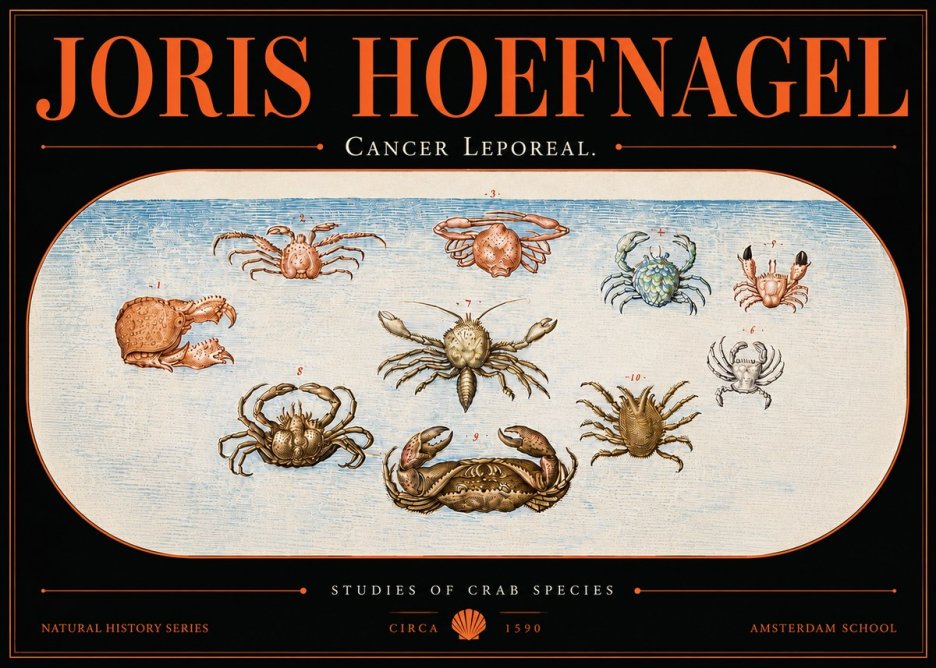 Joris Hoefnagel Cancer Leporeal. No5 - Affiche