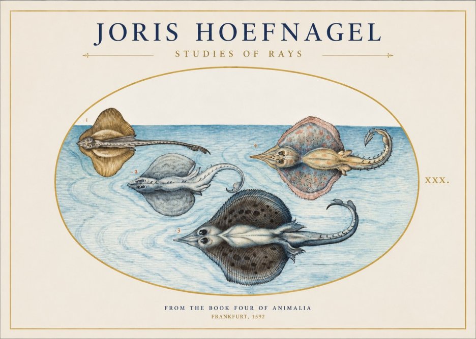 Joris Hoefnagel Rays and Skates No2 - Affiche