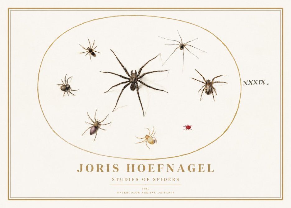 Joris Hoefnagel Studies of Spiders II No1 - Affiche