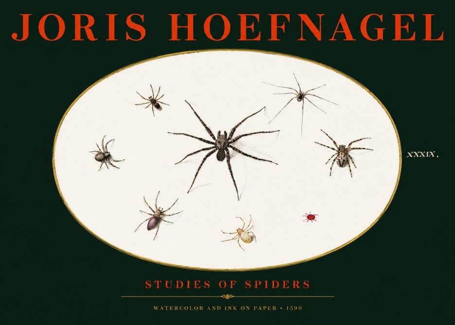 Joris Hoefnagel Studies of Spiders II No3 - Affiche