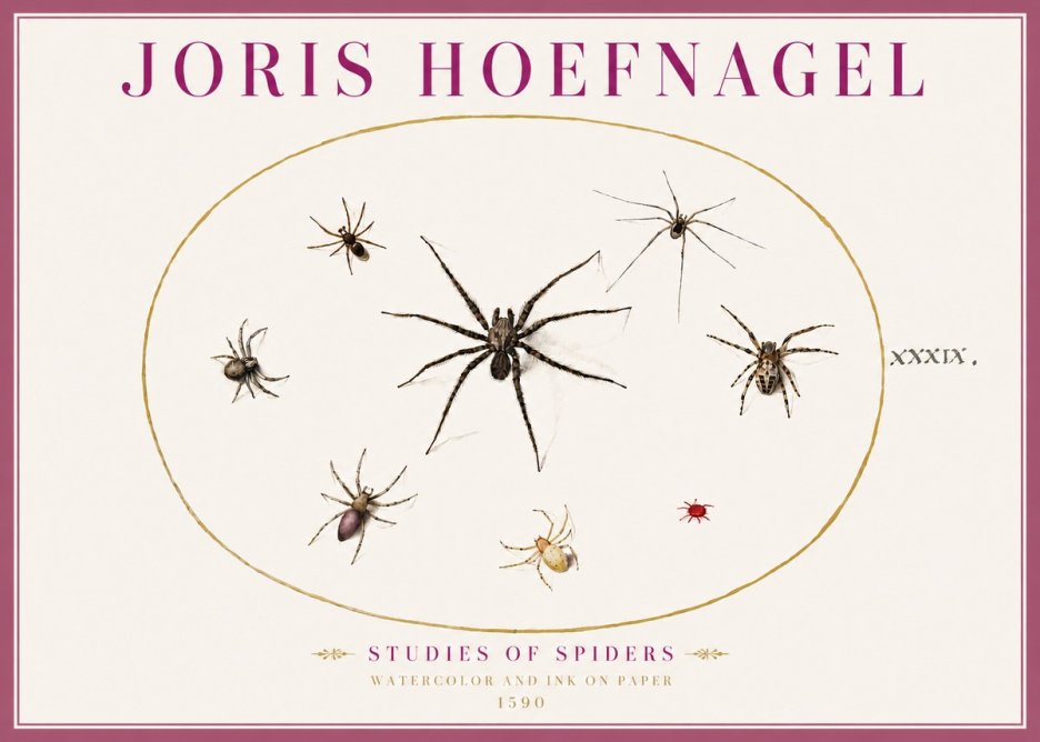 Joris Hoefnagel Studies of Spiders II No4 - Affiche
