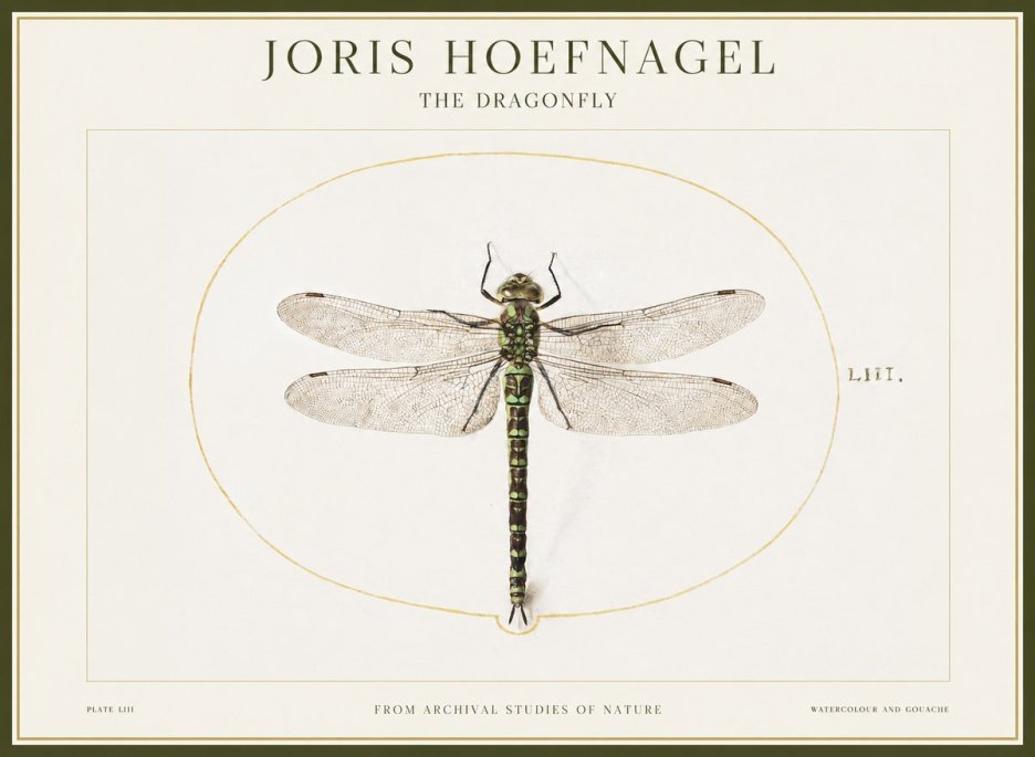 Joris Hoefnagel The Dragonfly No1 - Affiche
