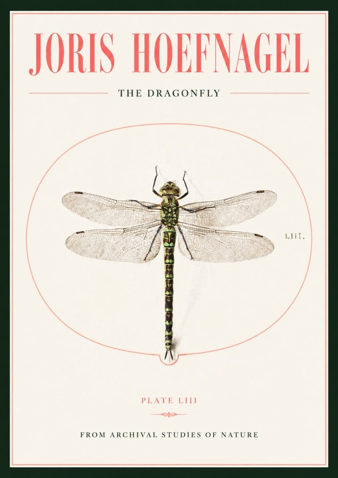 Joris Hoefnagel The Dragonfly No2 - Affiche
