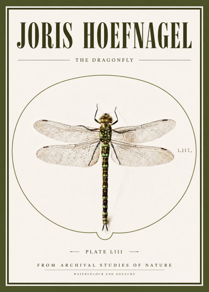 Joris Hoefnagel The Dragonfly No3 - Affiche
