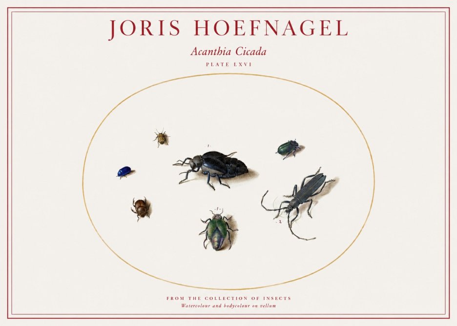 Joris Hoefnagel Acanthia Cicada No1 - Affiche