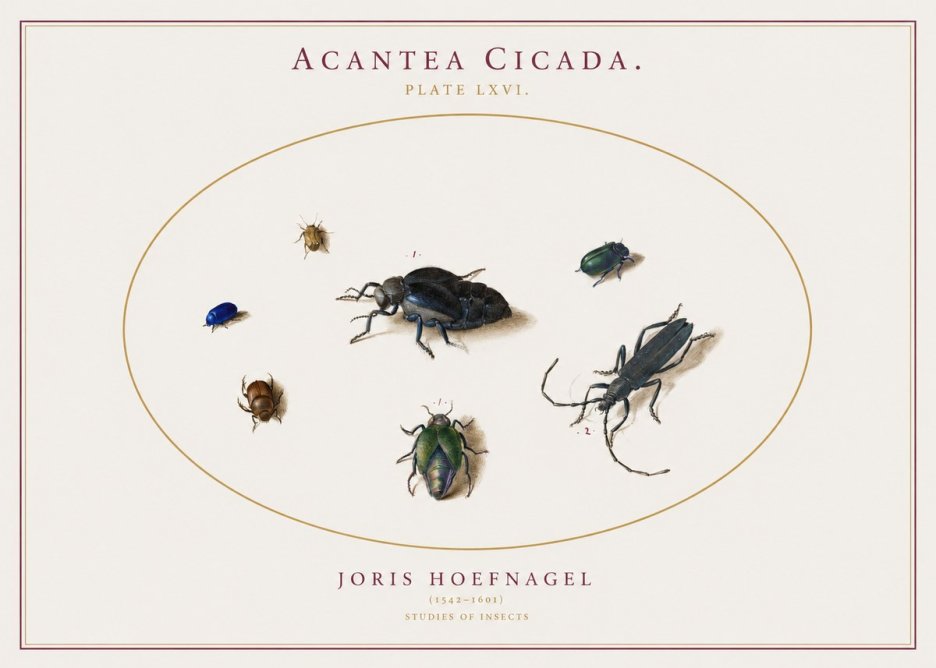 Joris Hoefnagel Acanthia Cicada No3 - Affiche
