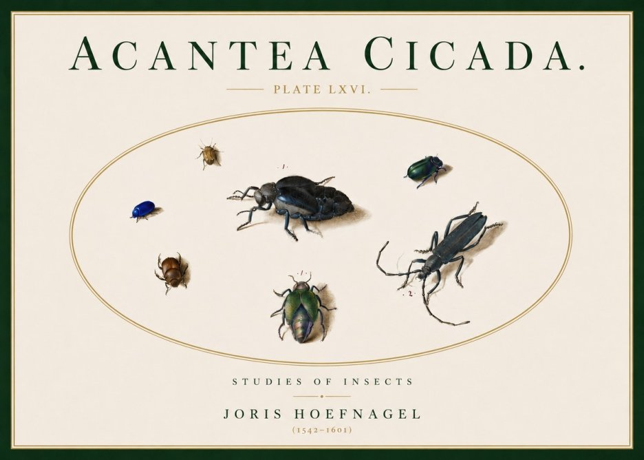Joris Hoefnagel Acanthia Cicada No5 - Affiche