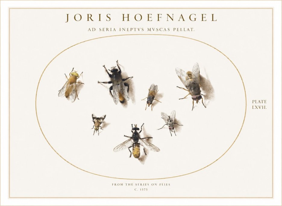 Joris Hoefnagel From the Series on Flies - Plate Lxvii. No1 - Affiche