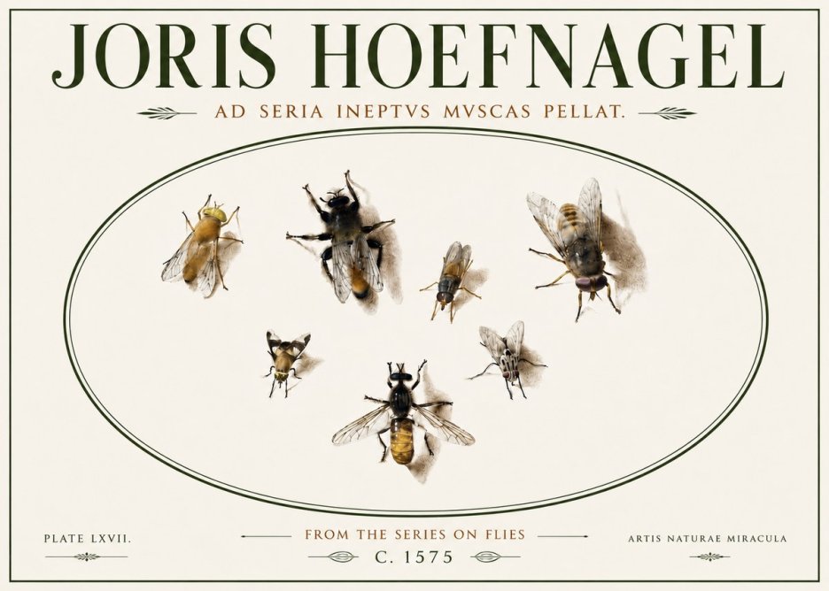 Joris Hoefnagel From the Series on Flies - Plate Lxvii. No6 - Affiche