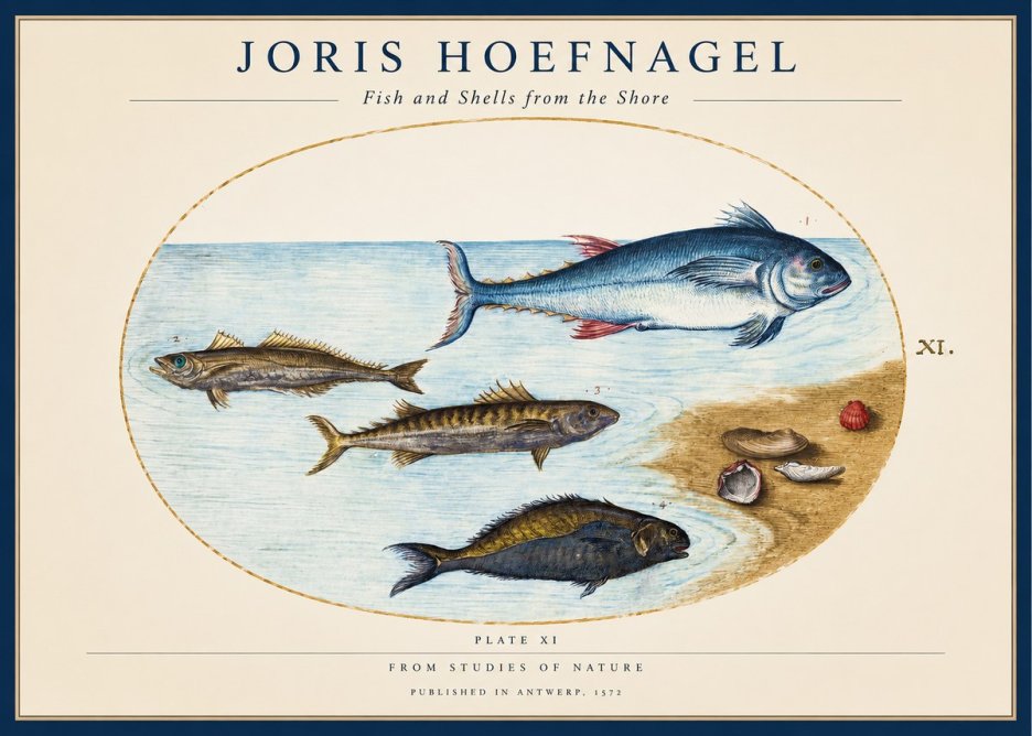 Joris Hoefnagel Fish and Shells from the Shore No1 - Affiche