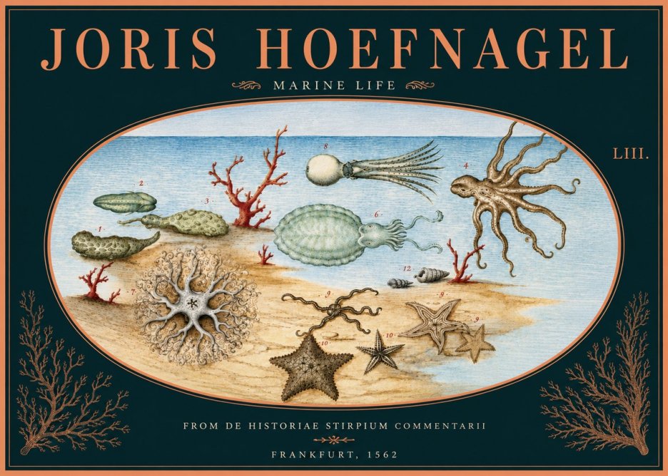 Joris Hoefnagel Marine Life No5 - Affiche