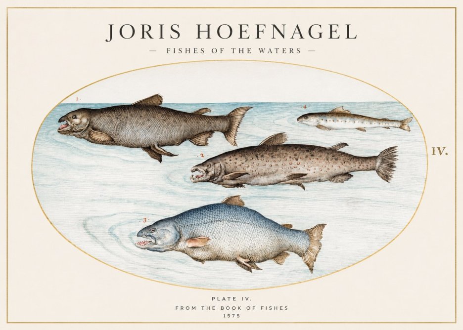 Joris Hoefnagel Fishes of the Waters I No1 - Affiche