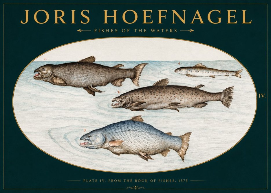 Joris Hoefnagel Fishes of the Waters I No3 - Affiche
