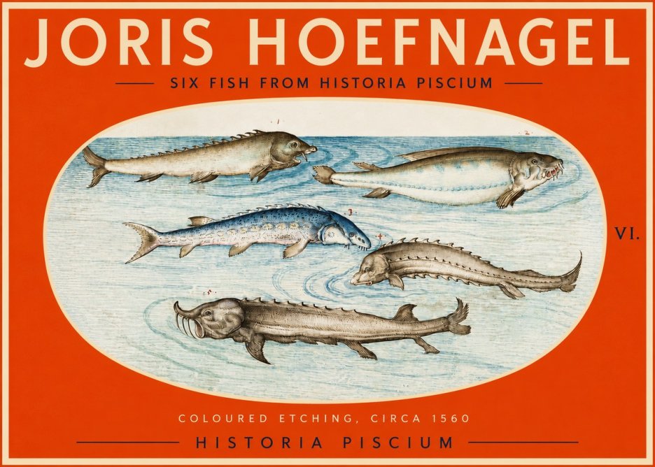 Joris Hoefnagel Fishes of Northern Waters No3 - Affiche