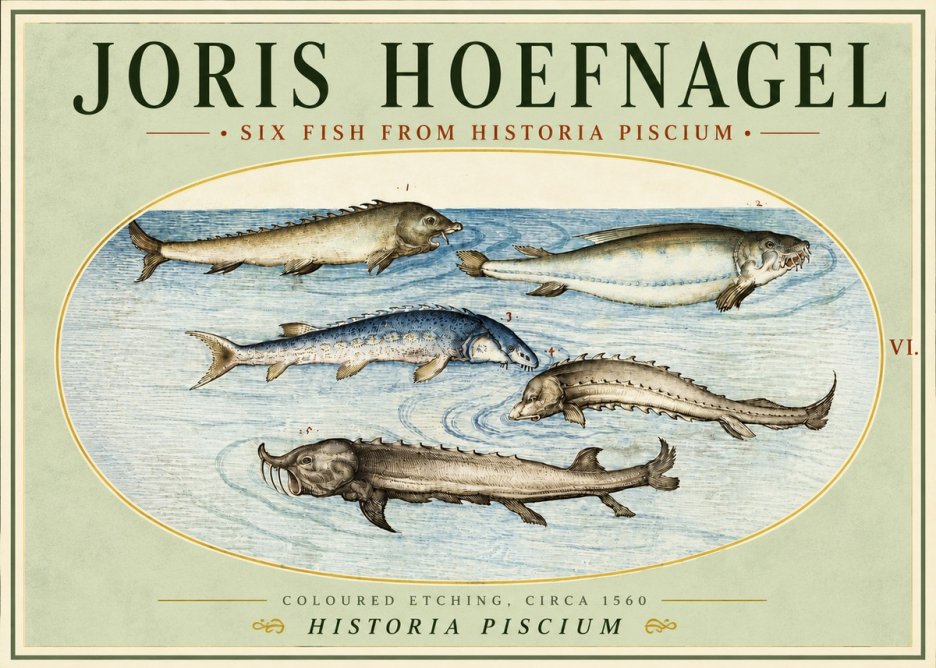 Joris Hoefnagel Fishes of Northern Waters No5 - Affiche