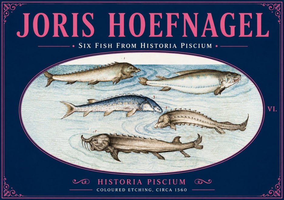 Joris Hoefnagel Fishes of Northern Waters No6 - Affiche