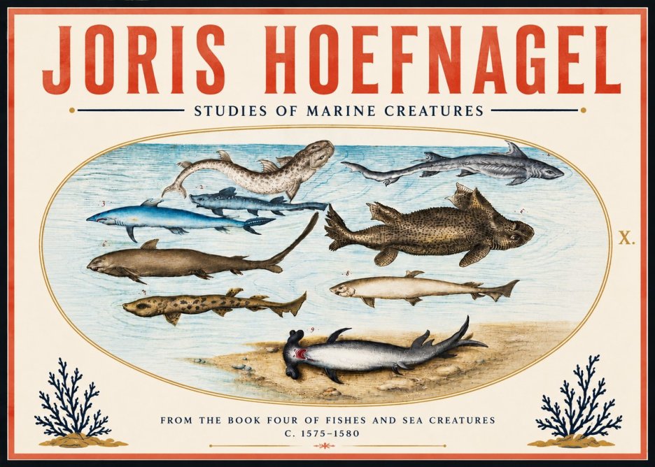 Joris Hoefnagel Studies of Marine Creatures No6 - Affiche