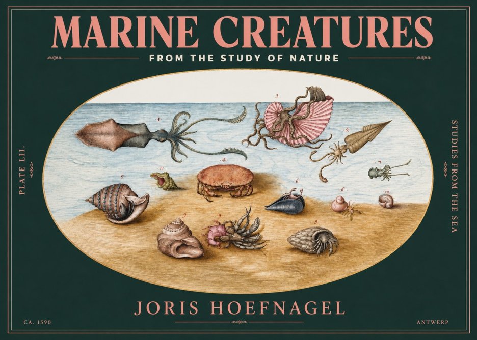 Joris Hoefnagel Marine Creatures - Plate Lii No3 - Affiche