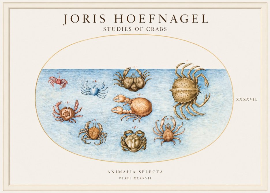 Joris Hoefnagel Studies of Crabs No1 - Affiche