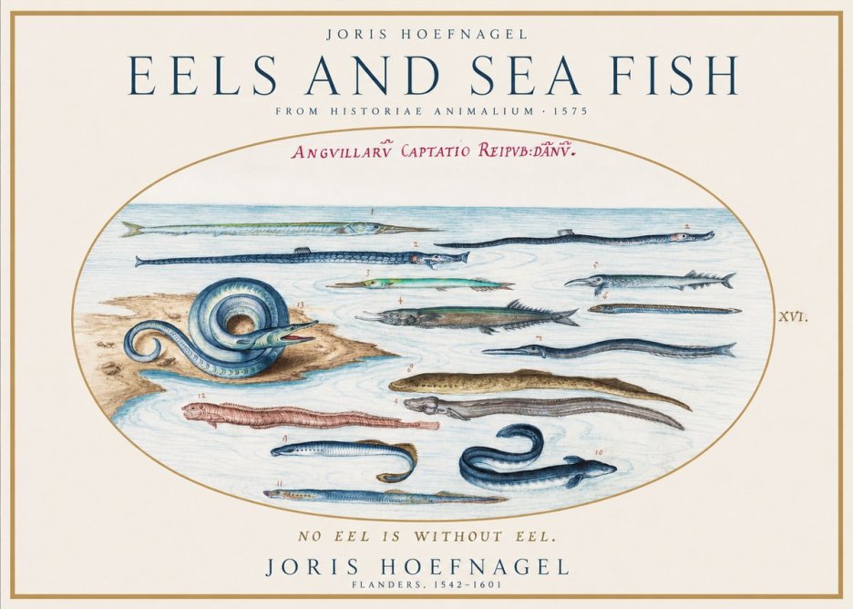 Joris Hoefnagel Eels and Sea Fish No1 - Affiche