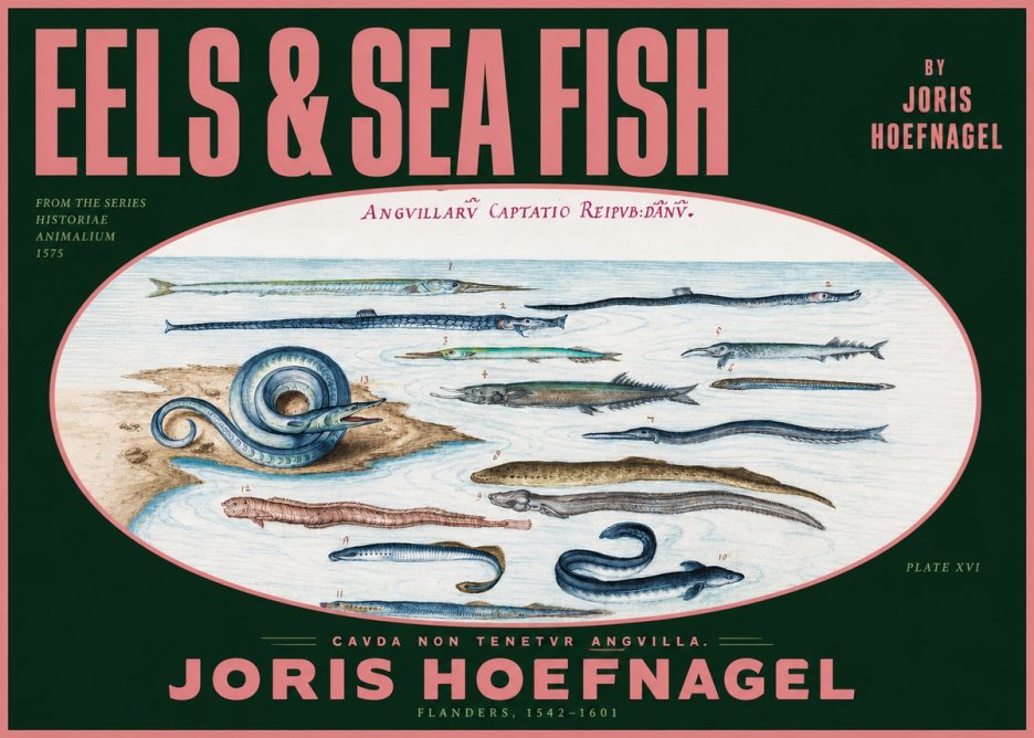 Joris Hoefnagel Eels and Sea Fish No2 - Affiche