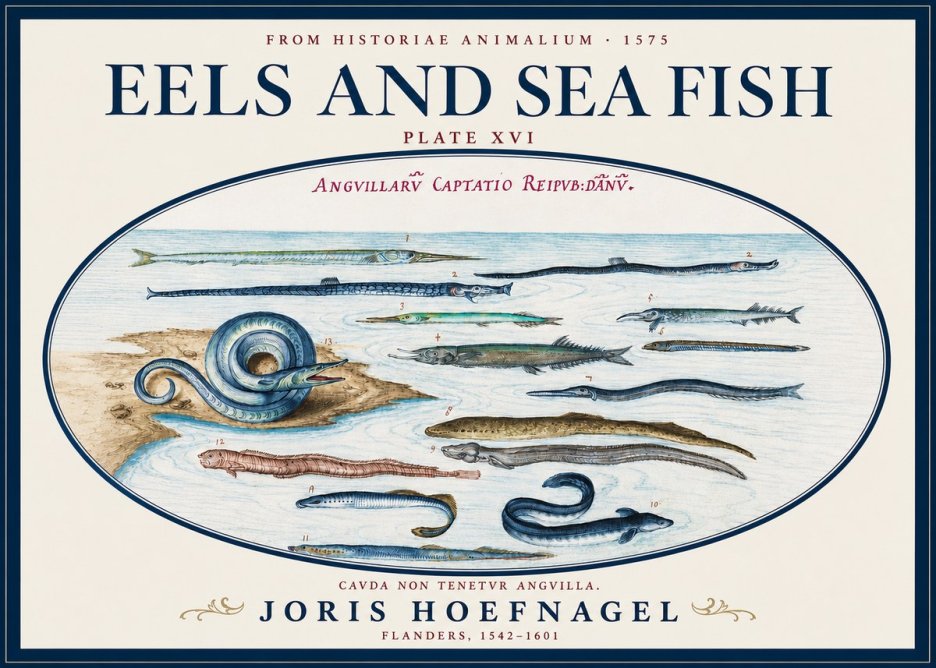 Joris Hoefnagel Eels and Sea Fish No3 - Affiche