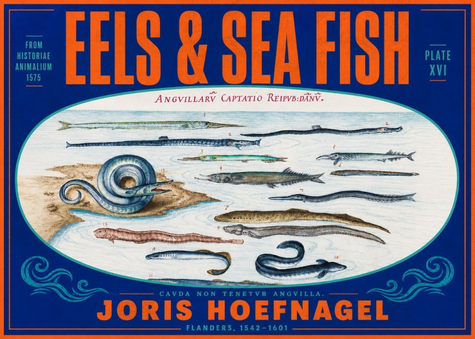 Joris Hoefnagel Eels and Sea Fish No4 - Affiche